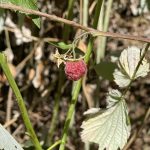 FLORA FEMINAE, production et transformation de plantes utilisées pour soulager les troubles féminins | Framboisier