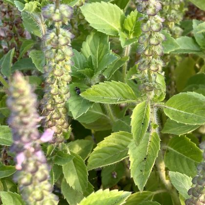 FLORA FEMINAE, production et transformation de plantes utilisées pour soulager les troubles féminins | Basilic sacré