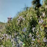 FLORA FEMINAE, production et transformation de plantes utilisées pour soulager les troubles féminins | Romarin