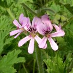 FLORA FEMINAE, production et transformation de plantes utilisées pour soulager les troubles féminins | Géranium rosat