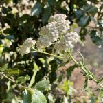 FLORA FEMINAE, production et transformation de plantes utilisées pour soulager les troubles féminins | Achillée millefeuille