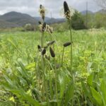 plantain florafeminae