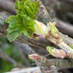 flora feminae cassissier bourgeons