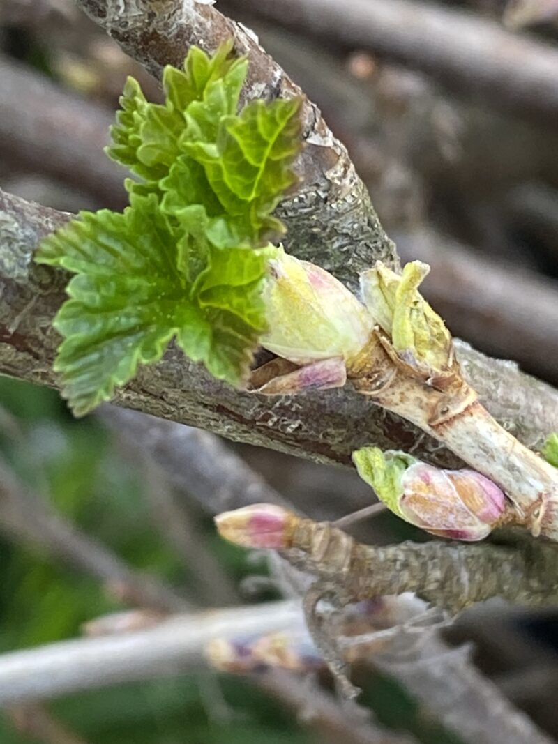 flora feminae cassissier bourgeons