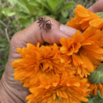 photo calendula florafeminae produit