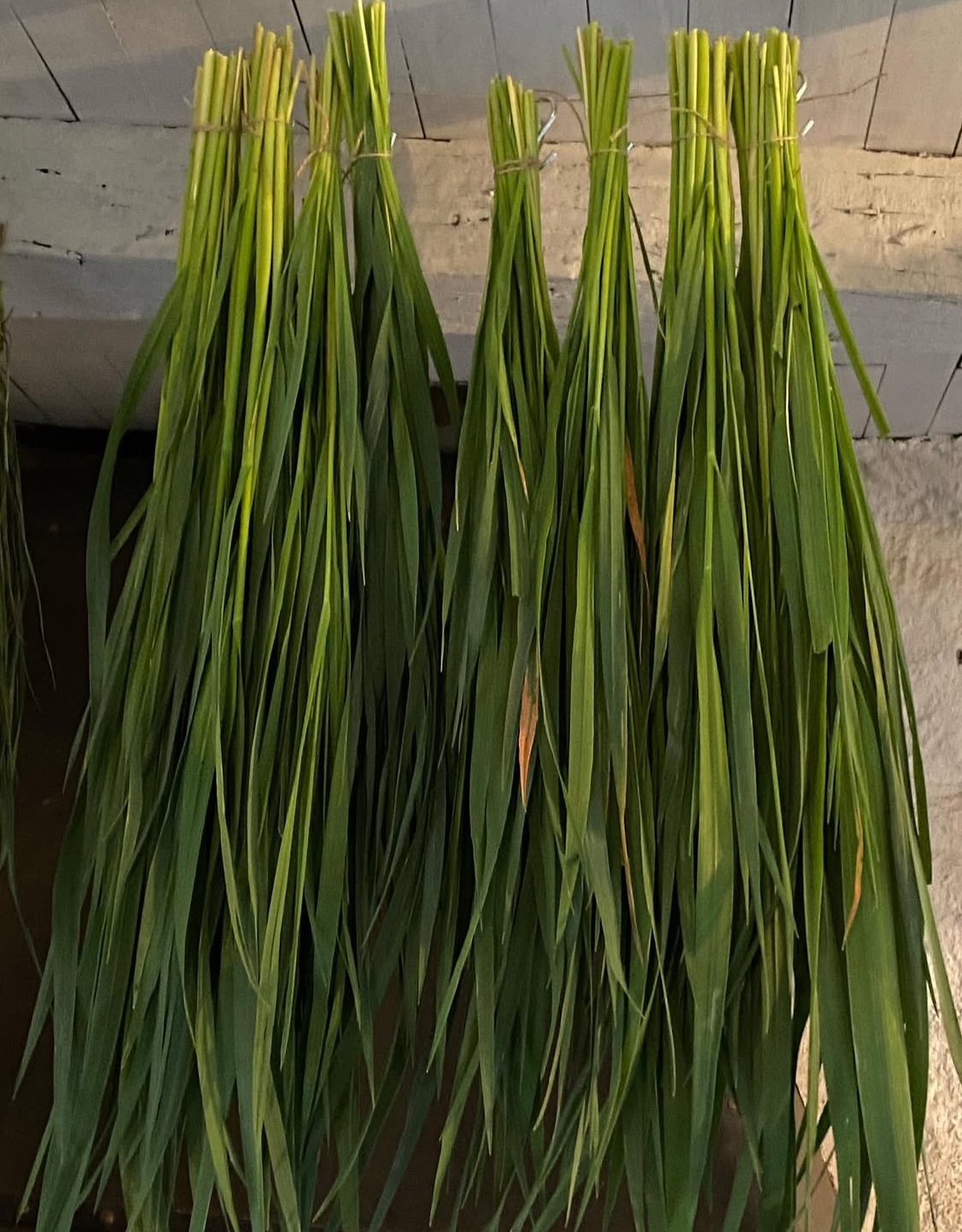 Avoine cultivée – Image 2