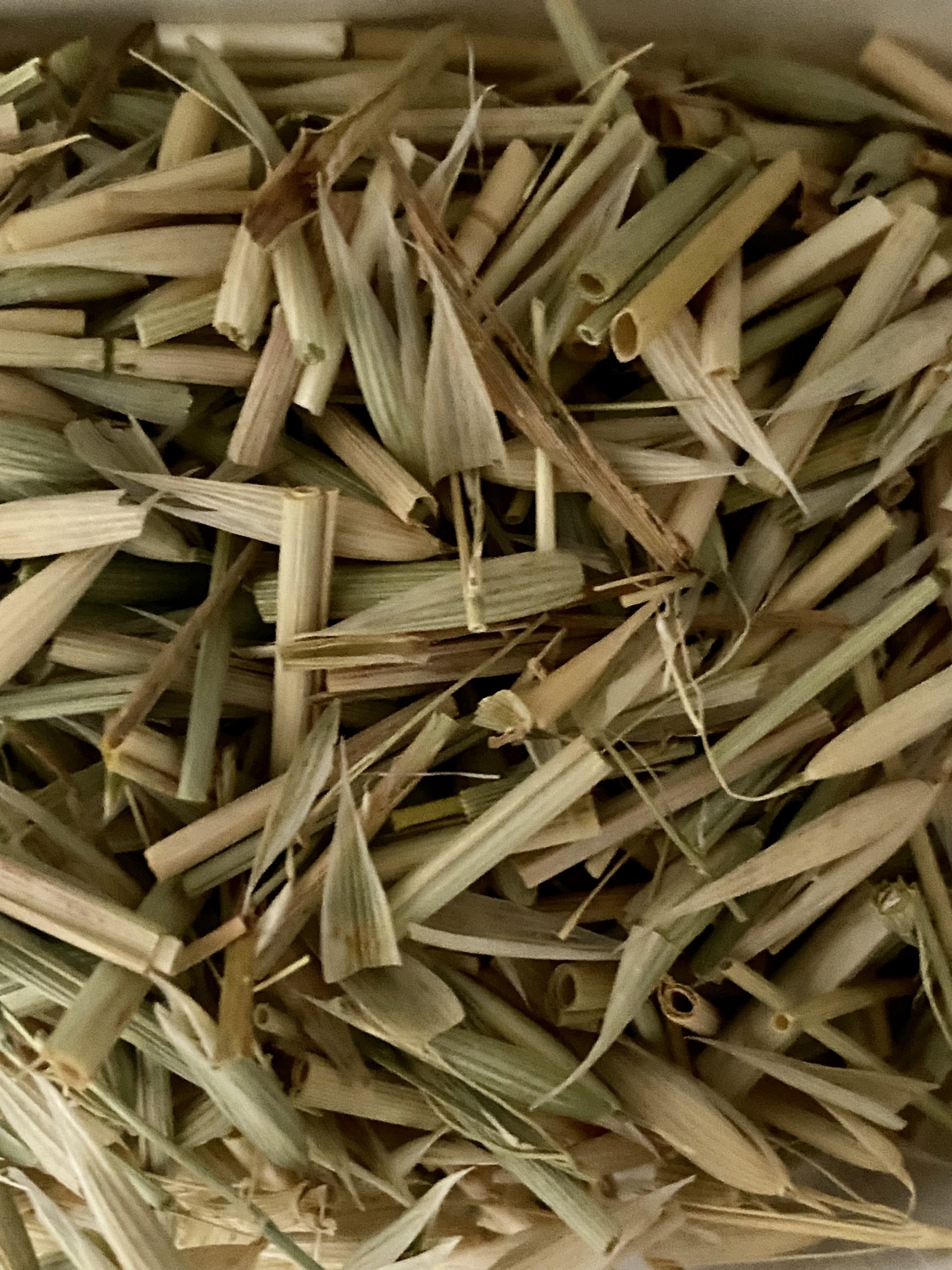 Avoine cultivée – Image 3